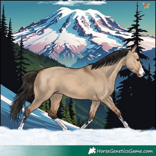 Horse Color:Bay Dun 