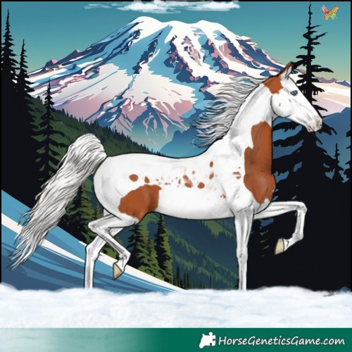 Horse Color:Silver Bay Splash Tobiano