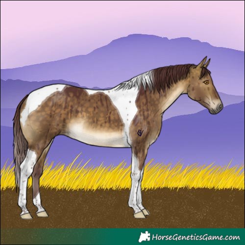 Horse Color:Chocolate Buckskin Dun Tobiano Brindle 