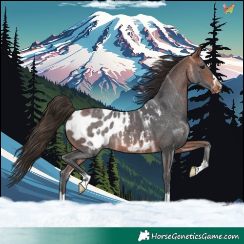 Horse Color:Bay Ice Blanket 