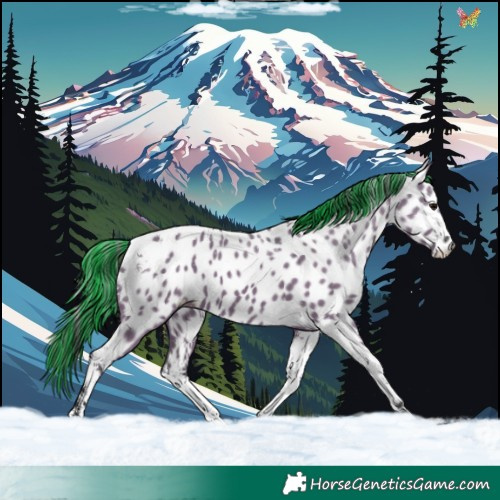 Horse Color:Painted Grullo Tobiano Appaloosa 