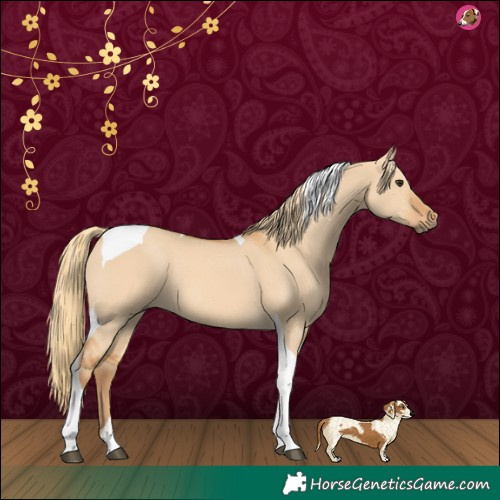 Horse Color:Red Dun Tobiano 