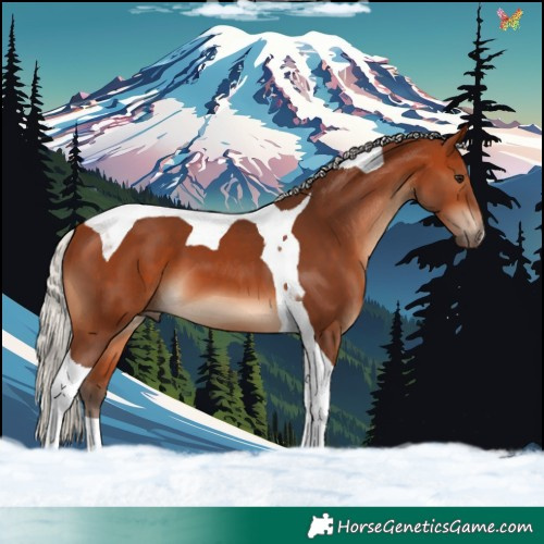 Horse Color:Silver Bay Tobiano 