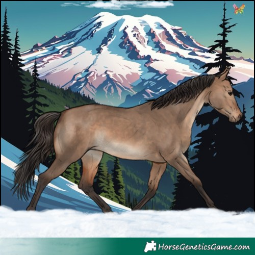 Horse Color:Brown Dun 