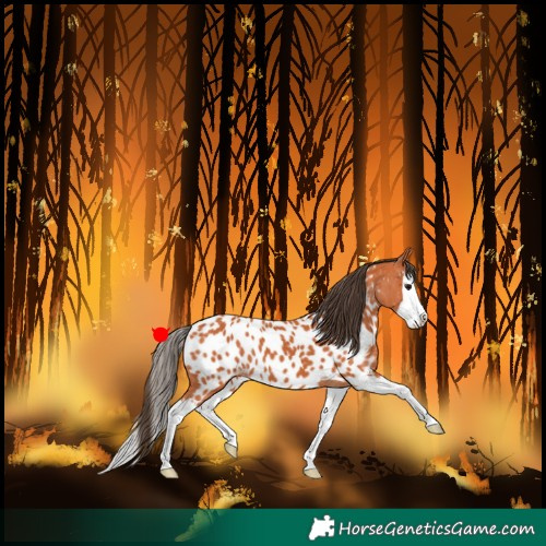 Horse Color:Bay Splash Appaloosa 
