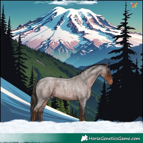 Horse Color:Liver Red Roan Appaloosa