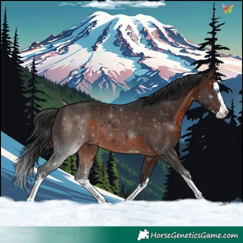 Horse Color:White Spotted Brown Splash 
