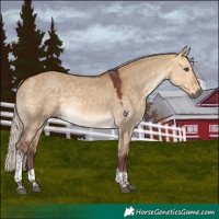 Horse Color:Chocolate Silver Buckskin Dun Tobiano