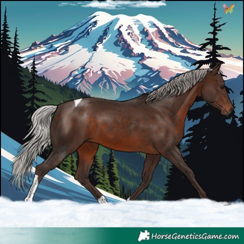 Horse Color:Silver Brown Tobiano