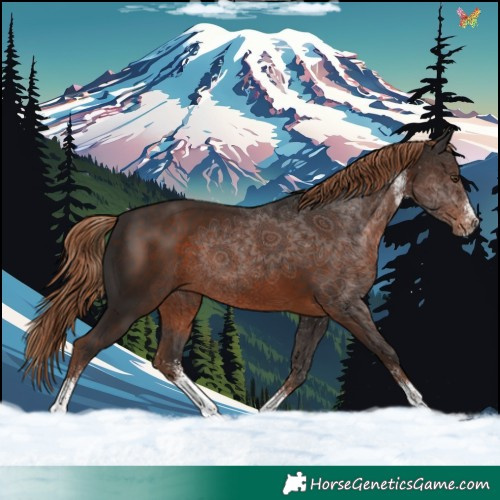 Horse Color:White Spotted Liver Chestnut 