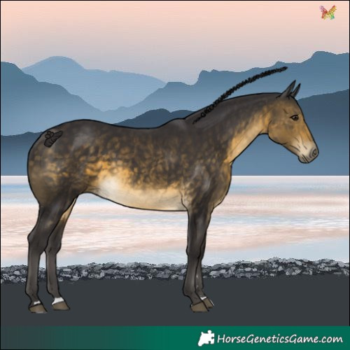 Horse Color:Buckskin 