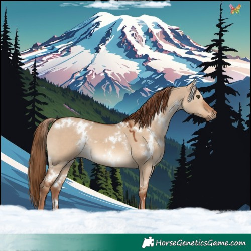 Horse Color:White Spotted Red Dun 