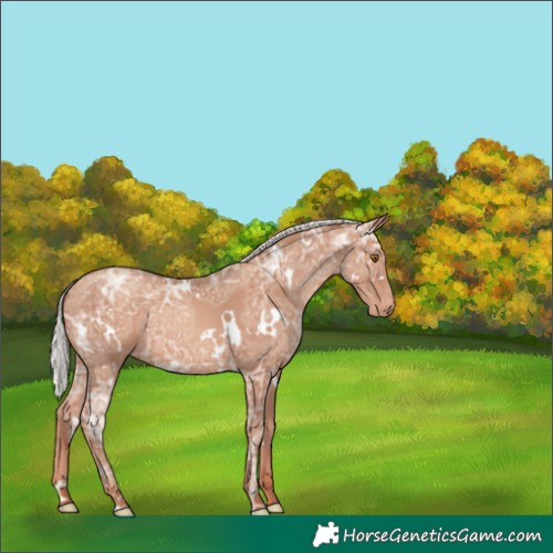 Horse Color:Unknown 