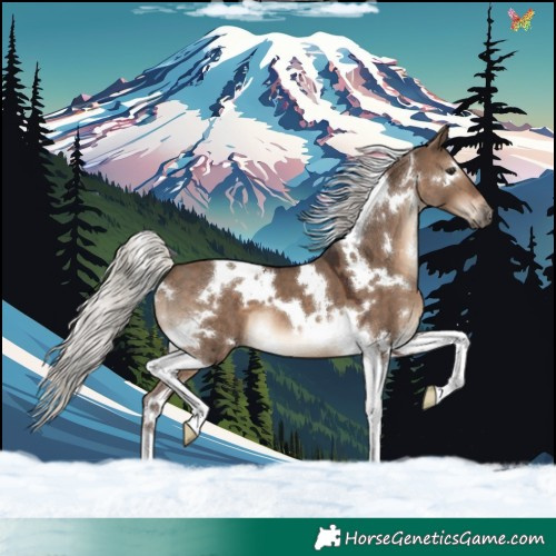 Horse Color:White Spotted Silver Brown Dun Tobiano 