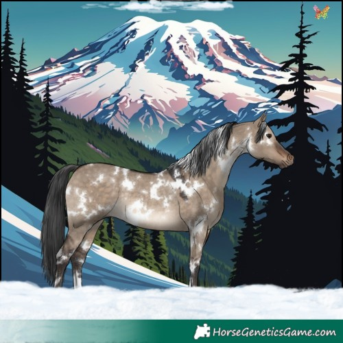 Horse Color:White Spotted Brown Dun Rabicano 