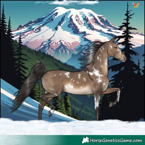 Horse Color:White Spotted Brown Dun 