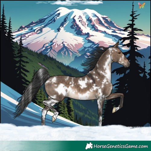 Horse Color:White Spotted Brown Dun 
