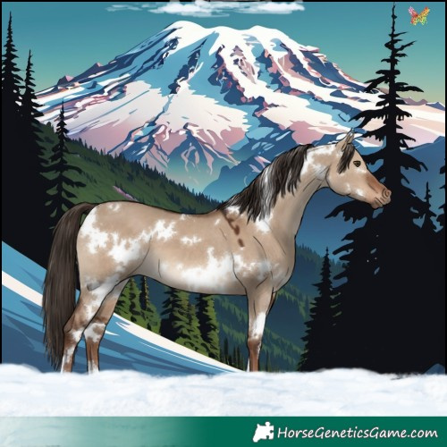 Horse Color:White Spotted Liver Red Dun 