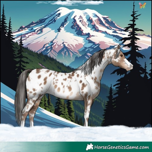 Horse Color:White Spotted Liver Red Dun Appaloosa 