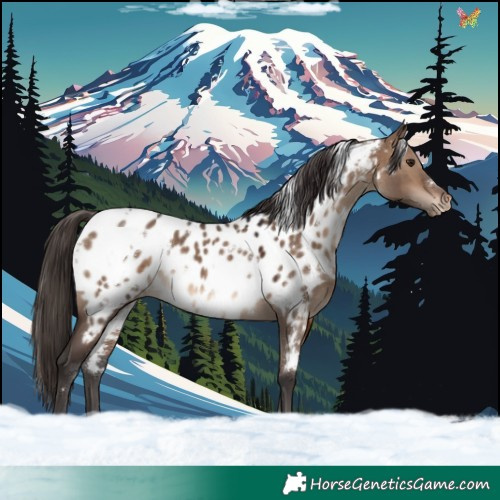Horse Color:White Spotted Brown Dun Near Leopard 