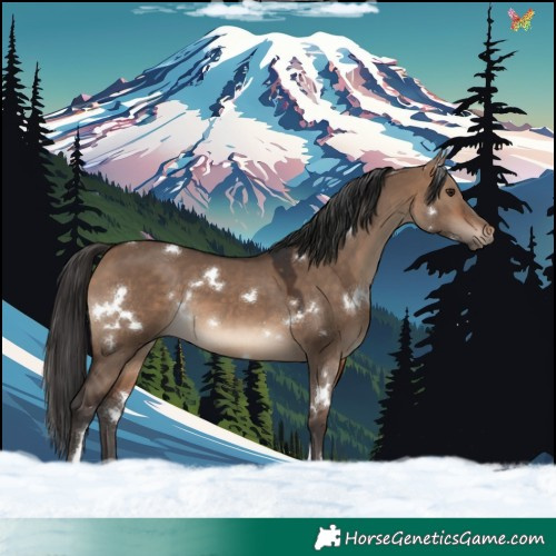 Horse Color:White Spotted Bay Dun 