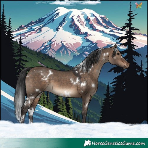 Horse Color:White Spotted Brown Dun 