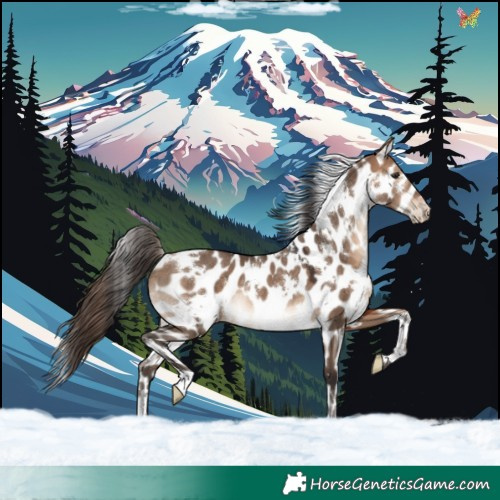Horse Color:White Spotted Bay Dun Leopard Rabicano 