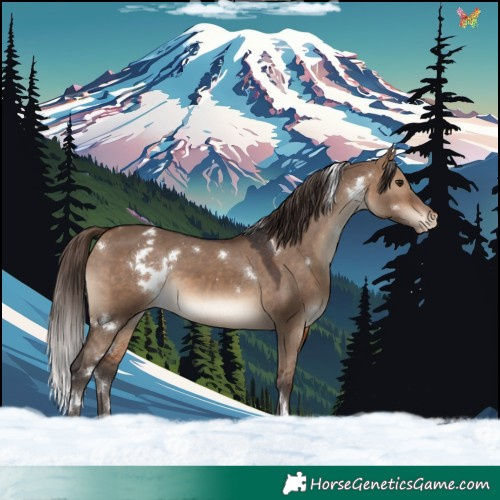 Horse Color:White Spotted Bay Dun Appaloosa 