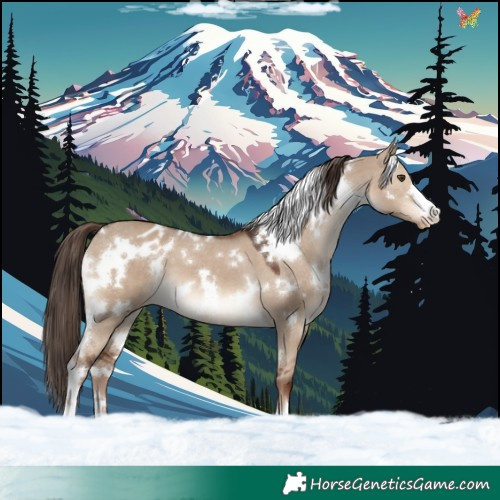 Horse Color:White Spotted Liver Red Dun Appaloosa 