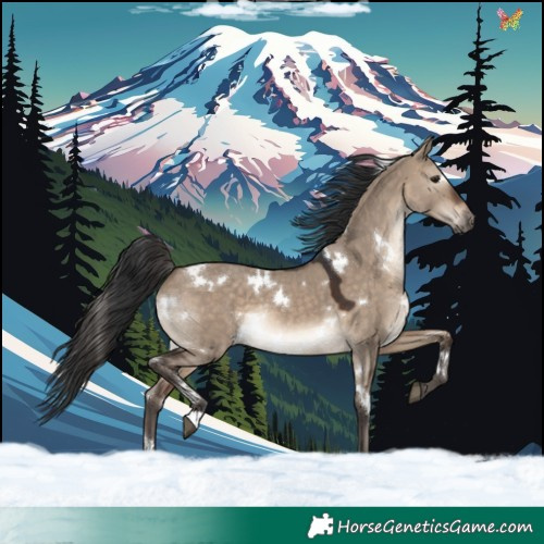 Horse Color:White Spotted Brown Dun Rabicano 