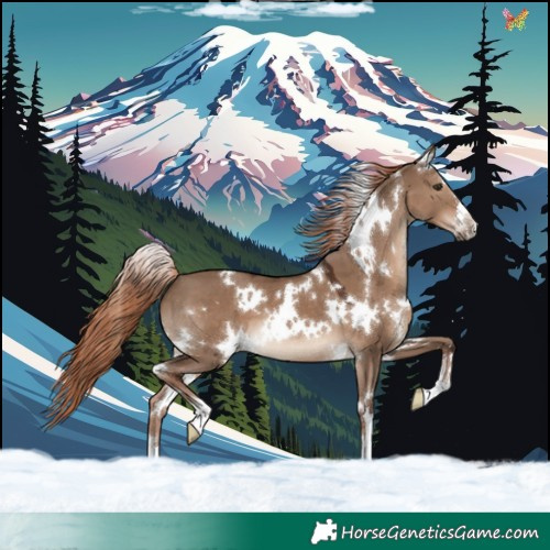 Horse Color:White Spotted Liver Red Dun 