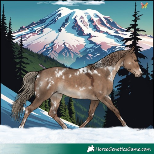 Horse Color:White Spotted Liver Red Dun Rabicano 