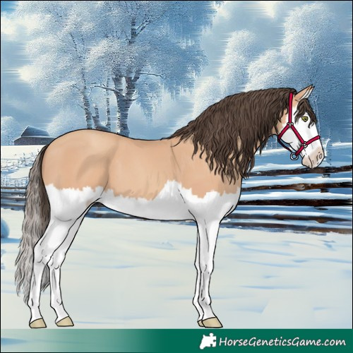 Horse Color:Amber Champagne Splash 