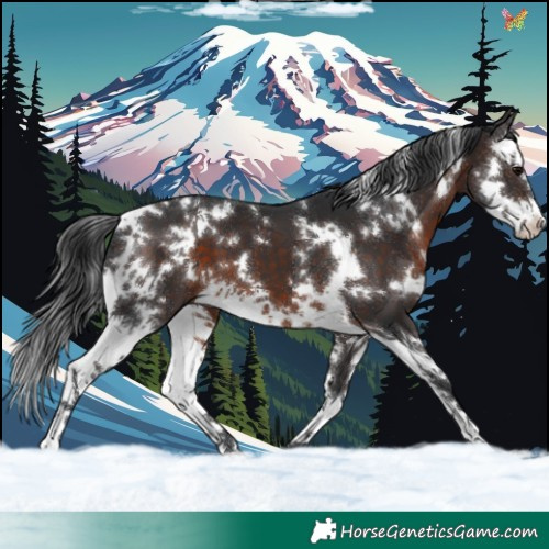 Horse Color:White Spotted Brown Splash 