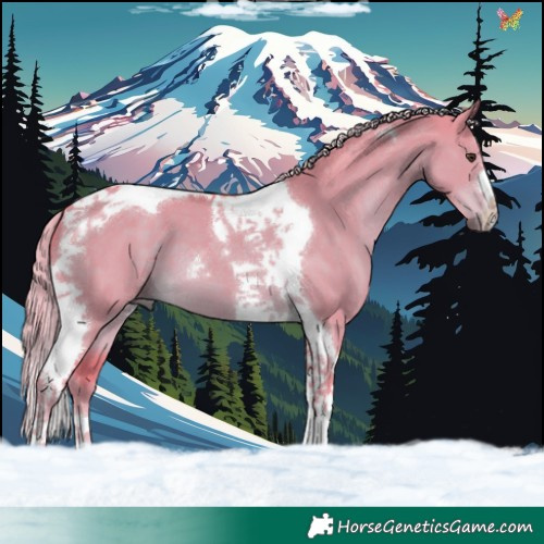 Horse Color:Watercolor Liver Red Dun Tobiano 