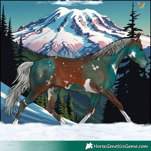 Horse Color:White Spotted Silver Brown Tobiano