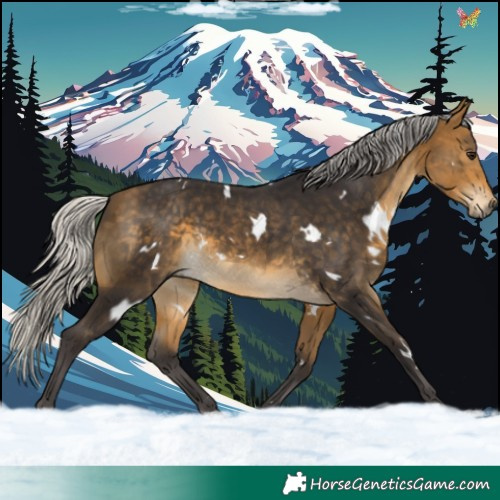 Horse Color:White Spotted Silver Buckskin 