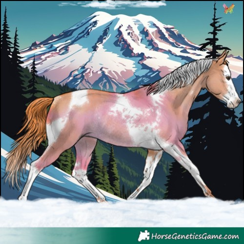 Horse Color:Watercolor Liver Red Dun Splash Tobiano Rabicano