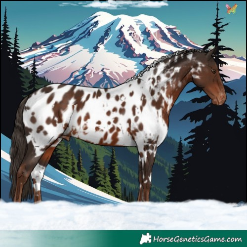 Horse Color:White Spotted Liver Chestnut Appaloosa 