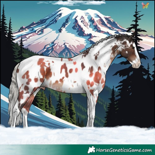 Horse Color:White Spotted Silver Brown Splash Tobiano Appaloosa 