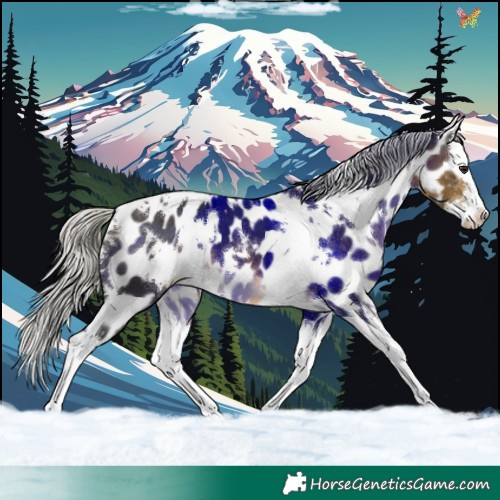 Horse Color:White Spotted Silver Buckskin Splash Near Leopard 