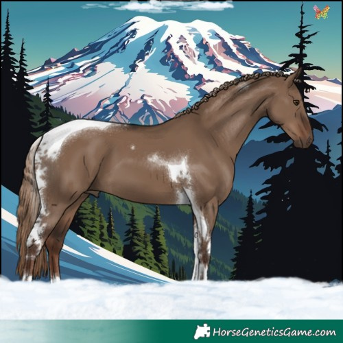 Horse Color:Liver Red Dun Tobiano 