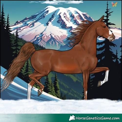 Horse Color:Chestnut Splash 
