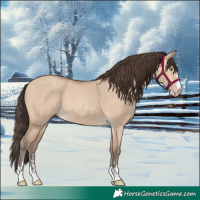 Horse Color:Amber Champagne Dun
