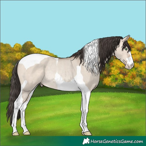 Horse Color:Sable Champagne Dun Tobiano Rabicano 