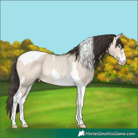 Horse Color:Sable Champagne Dun Tobiano Rabicano