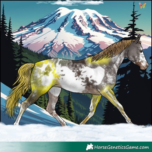 Horse Color:Liver Chestnut Sabino Frame Appaloosa 