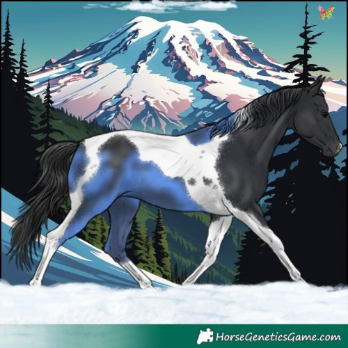 Horse Color:Black Tobiano