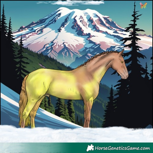 Horse Color:Gold Champagne 