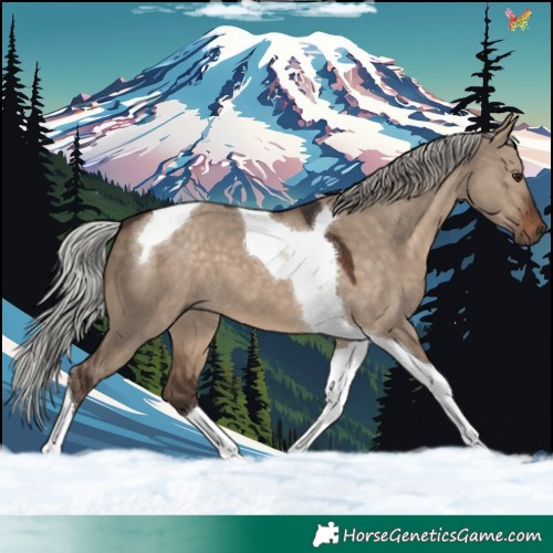 Horse Color:Silver Brown Dun Tobiano 